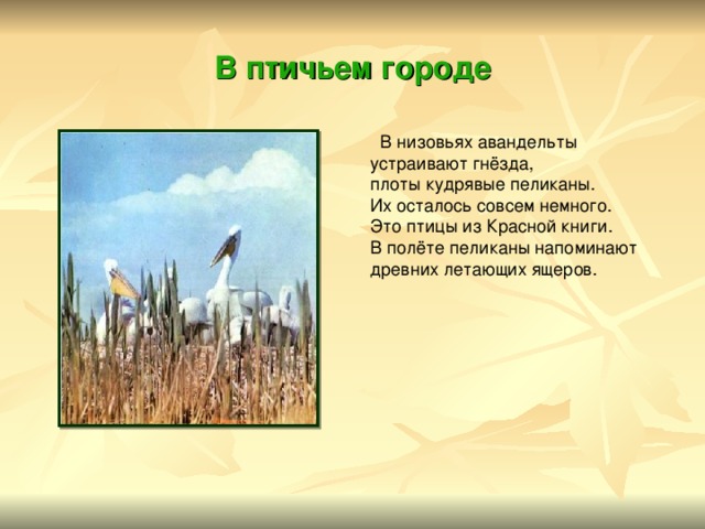 В птичьем городе  В низовьях авандельты устраивают гнёзда, плоты кудрявые пеликаны. Их осталось совсем немного. Это птицы из Красной книги. В полёте пеликаны напоминают древних летающих ящеров. 