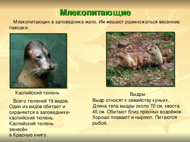 Млекопитающие  Млекопитающих в заповеднике мало. Им мешают размножаться весенние паводки.  Выдры Каспийский тюлень Выдр относят к семейству куньих. Длина тела выдры около 70 см, хвоста 45 см. Обитают близ пресных водоёмов. Хорошо плавают и ныряют. Питаются рыбой.  Всего тюленей 19 видов. Один из видов обитает и охраняется в заповеднике- каспийский тюлень. Каспийский тюлень занесён в Красную книгу. 