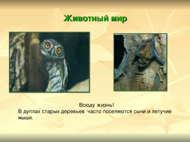 Животный мир Всюду жизнь! В дуплах старых деревьев часто поселяются сычи и летучие мыши . 