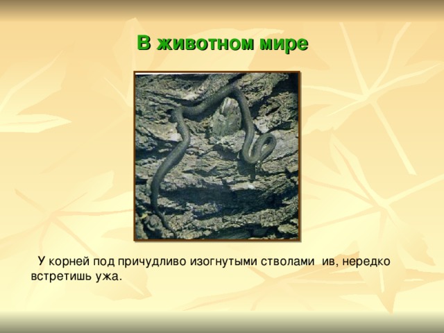 В животном мире  У корней под причудливо изогнутыми стволами ив, нередко встретишь ужа. 
