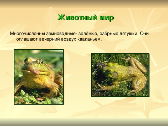  Животный мир Многочисленны земноводные- зелёные, озёрные лягушки. Они оглашают вечерний воздух кваканьем.  