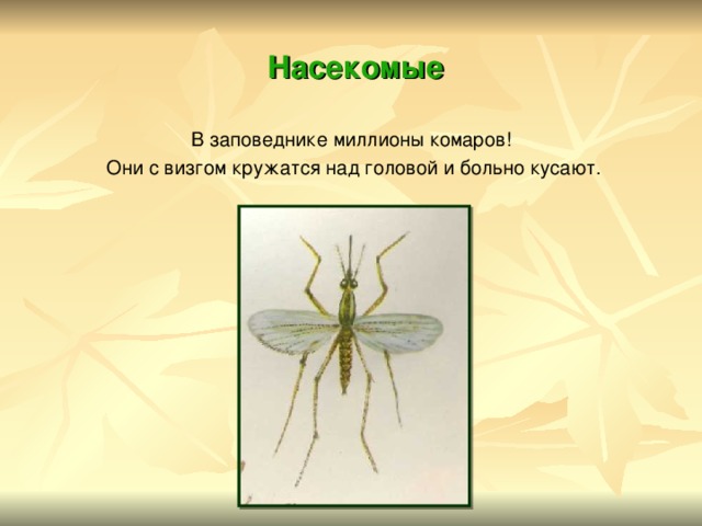  Насекомые В заповеднике миллионы комаров!  Они с визгом кружатся над головой и больно кусают. 