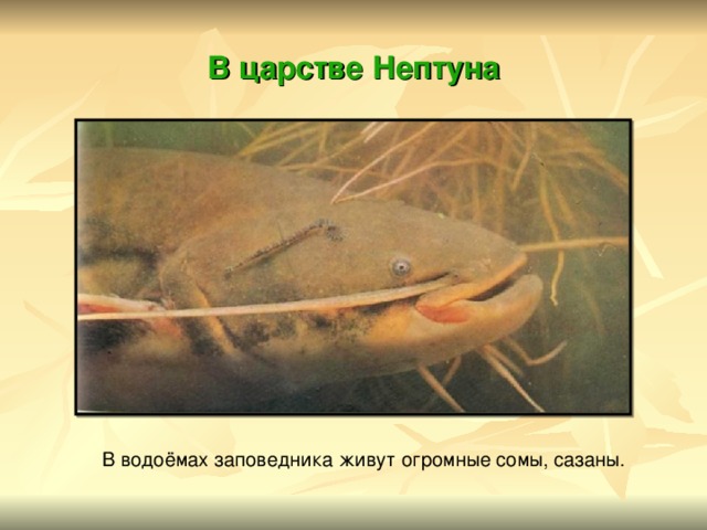 В царстве Нептуна В водоёмах заповедника живут огромные сомы, сазаны. 