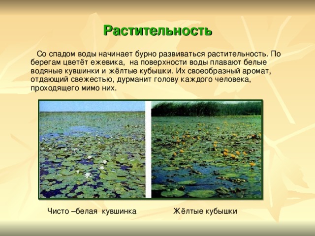 Растительность  Со спадом воды начинает бурно развиваться растительность. По берегам цветёт ежевика, на поверхности воды плавают белые водяные кувшинки и жёлтые кубышки. Их своеобразный аромат, отдающий свежестью, дурманит голову каждого человека, проходящего мимо них. Чисто –белая кувшинка Жёлтые кубышки 