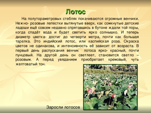 Лотос - сообщение доклад (из красной книги)
