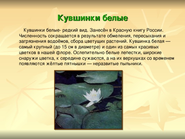 Кувшинки белые  Кувшинки белые- редкий вид. Занесён в Красную книгу России. Численность сокращается в результате обмеления, пересыхания и загрязнения водоёмов, сбора цветущих растений. Кувшинка белая — самый крупный (до 15 см в диаметре) и один из самых красивых цветков в нашей флоре. Ослепительно белые лепестки, широкие снаружи цветка, к середине сужаются, а на их верхушках со временем появляются жёлтые пятнышки — неразвитые пыльники. 