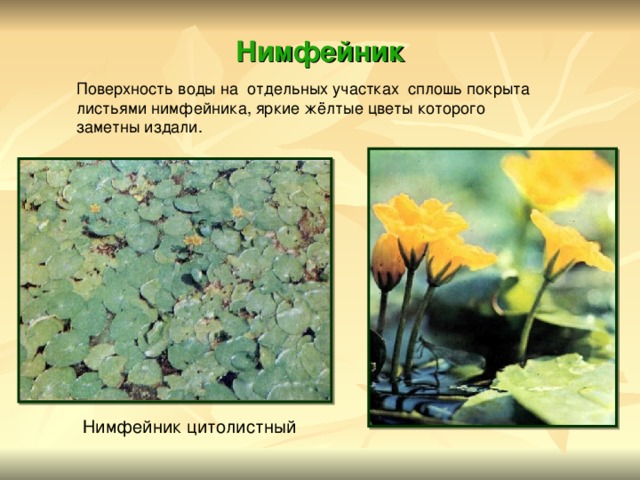 Нимфейник Поверхность воды на отдельных участках сплошь покрыта листьями нимфейника, яркие жёлтые цветы которого заметны издали.  Нимфейник цитолистный 