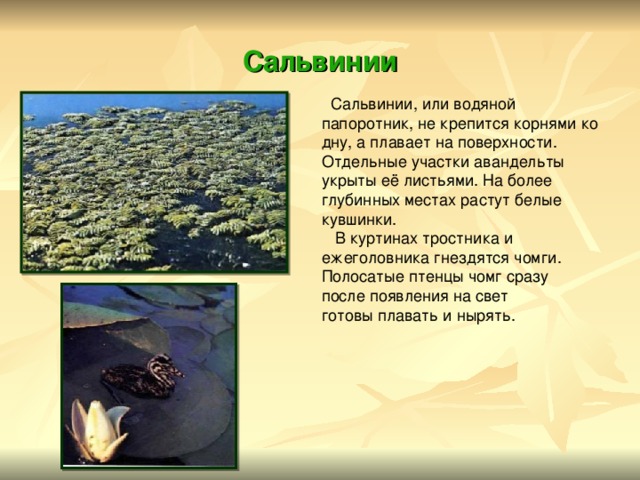 Сальвинии  Сальвинии, или водяной папоротник, не крепится корнями ко дну, а плавает на поверхности. Отдельные участки авандельты укрыты её листьями. На более глубинных местах растут белые кувшинки.  В куртинах тростника и ежеголовника гнездятся чомги. Полосатые птенцы чомг сразу после появления на свет готовы плавать и нырять. 