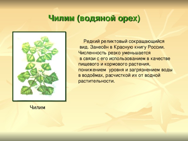 Чилим (водяной орех)  Редкий реликтовый сокращающийся  вид. Занесён в Красную книгу России. Численность резко уменьшается  в связи с его использованием в качестве пищевого и кормового растения, понижением уровня и загрязнением воды в водоёмах, расчисткой их от водной растительности. Чилим 