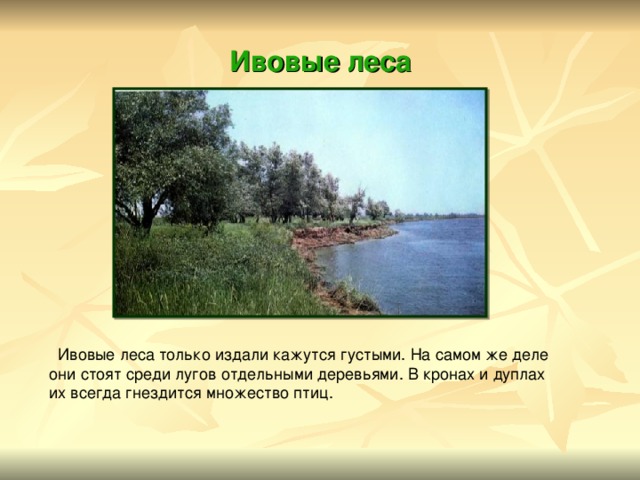 Ивовые леса  Ивовые леса только издали кажутся густыми. На самом же деле они стоят среди лугов отдельными деревьями. В кронах и дуплах их всегда гнездится множество птиц. 