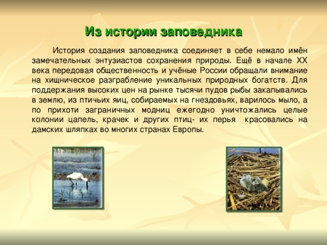 Из истории заповедника  История создания заповедника соединяет в себе немало имён замечательных энтузиастов сохранения природы. Ещё в начале XX века передовая общественность и учёные России обращали внимание на хищническое разграбление уникальных природных богатств. Для поддержания высоких цен на рынке тысячи пудов рыбы закапывались в землю, из птичьих яиц, собираемых на гнездовьях, варилось мыло, а по прихоти заграничных модниц ежегодно уничтожались целые колонии цапель, крачек и других птиц- их перья красовались на дамских шляпках во многих странах Европы. 