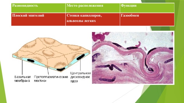 Разновидность Место расположения Функции Плоский эпителий Стенки капилляров, альвеолы легких Газообмен 