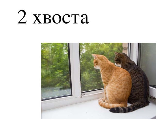 2 хвоста 