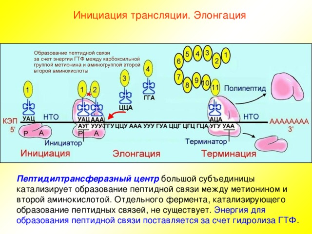 Инициация трансляции. Элонгация Пептидилтрансферазный центр большой субъединицы катализирует образование пептидной связи между метионином и второй аминокислотой. Отдельного фермента, катализирующего образование пептидных связей, не существует. Энергия для образования пептидной связи поставляется за счет гидролиза ГТФ . 