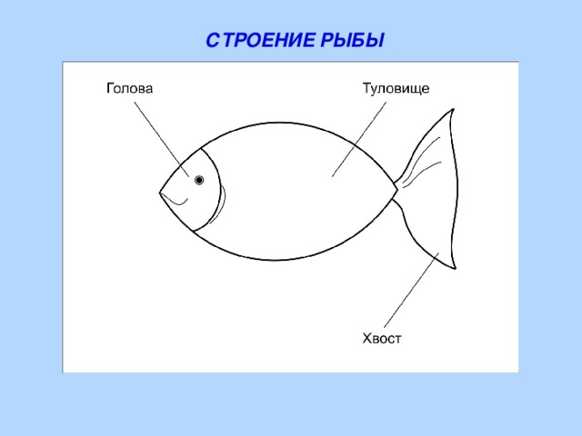 СТРОЕНИЕ РЫБЫ 