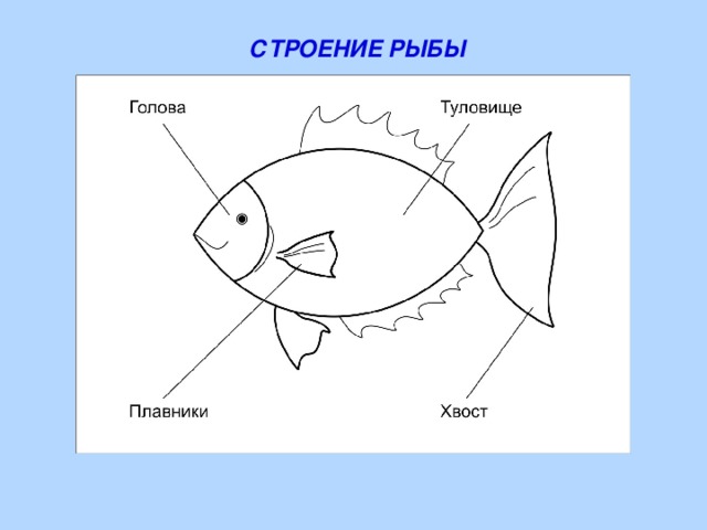 Схема строения рыбы 2 класс