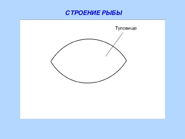 СТРОЕНИЕ РЫБЫ 