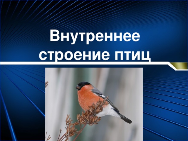 Презентация внутреннее строение птиц 7 класс фгос пономарева