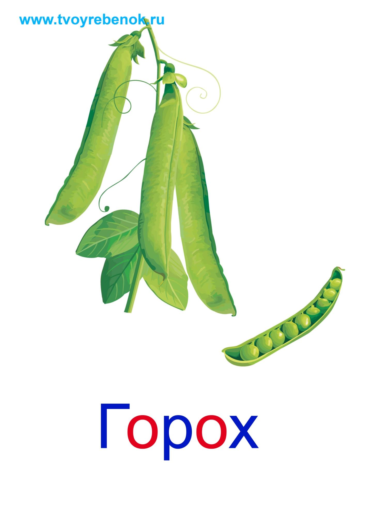 Загадка Про Горох