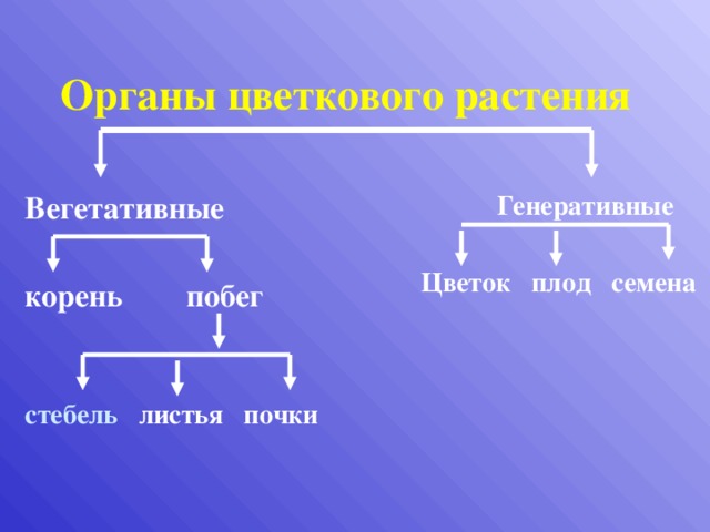 Органы цветкового растения Вегетативные  Генеративные   Цветок плод семена корень побег  стебель листья почки  Повторение.  