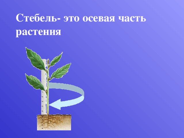 Стебель- это осевая часть растения  