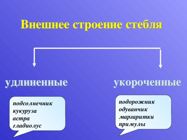 Внешнее строение стебля удлиненные  укороченные подорожник одуванчик маргаритки примулы подсолнечник кукуруза астра гладиолус  