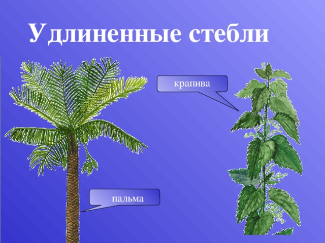 Удлиненные стебли крапива Стволы пальм достигают большой высоты и толщины, но не ветвятся. пальма  
