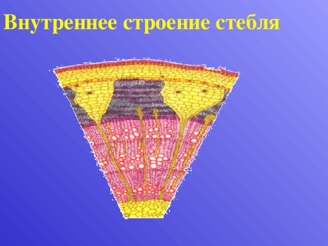 Внутреннее строение стебля Поперечный срез стебля трехлетней липы  