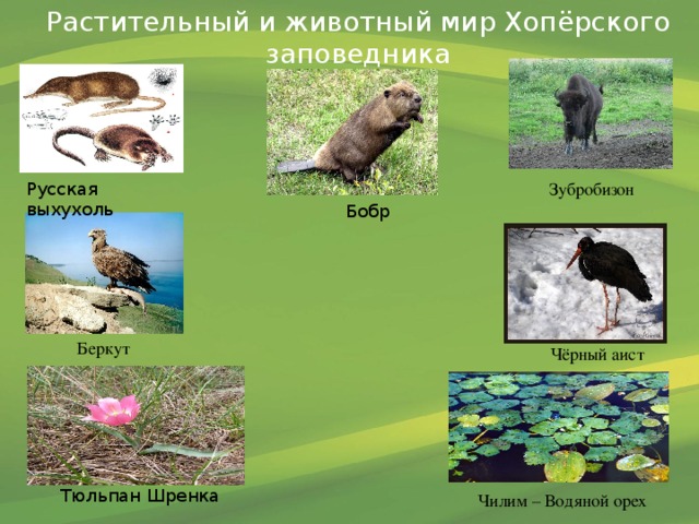 Растительный и животный мир Хопёрского заповедника Русская выхухоль Зубробизон Бобр  Беркут Чёрный аист Тюльпан Шренка Чилим – Водяной орех 