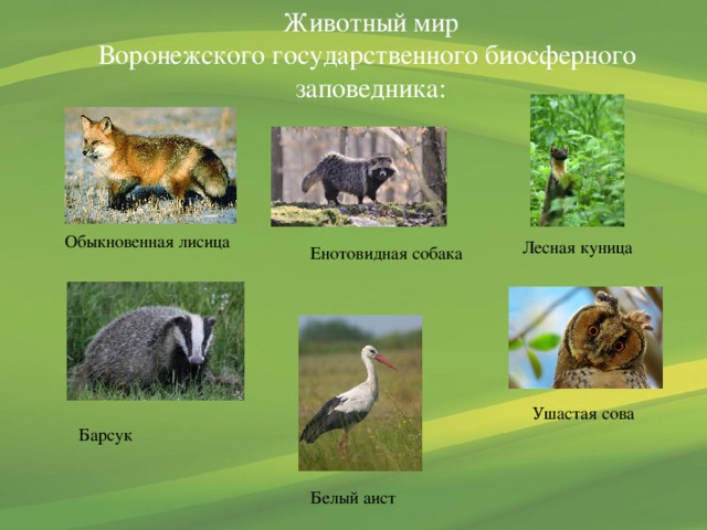 Животный мир Воронежского государственного биосферного заповедника: Обыкновенная лисица Лесная куница Енотовидная собака Ушастая сова Барсук Белый аист 