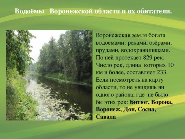 Водоёмы Воронежской области и их обитатели. Воронежская земля богата водоемами: реками, озёрами, прудами, водохранилищами. По ней протекает 829 рек. Число рек, длина которых 10 км и более, составляет 233. Если посмотреть на карту области, то не увидишь ни одного района, где не было бы этих рек: Битюг, Ворона, Воронеж, Дон, Сосна, Савала 