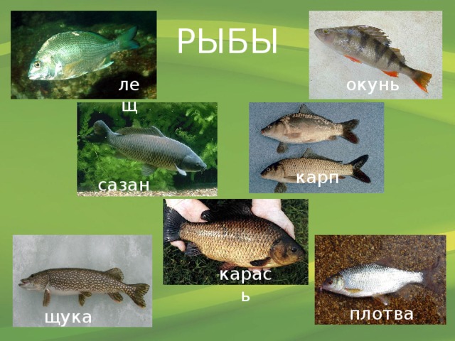 РЫБЫ лещ окунь карп сазан карась плотва щука 