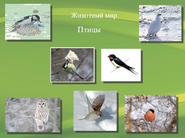  Животный  мир Птицы 