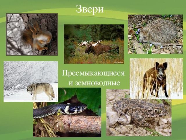 Звери Пресмыкающиеся  и земноводные 