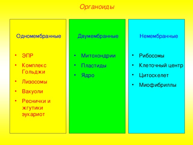 Органоиды Одномембранные Немембранные ЭПР Комплекс Гольджи Лизосомы Вакуоли Реснички и жгутики  эукариот Рибосомы Клеточный центр Цитоскелет Миофибриллы Двумембранные