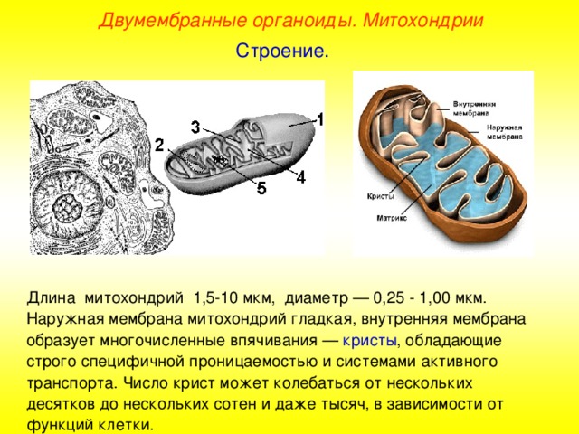 Двумембранные органоиды. Митохондрии Строение. Длина митохондрий 1,5-10 мкм, диаметр — 0,25 - 1,00 мкм. Наружная мембрана митохондрий гладкая, внутренняя мембрана образует многочисленные впячивания — кристы , обладающие строго специфичной проницаемостью и системами активного транспорта. Число крист может колебаться от нескольких десятков до нескольких сотен и даже тысяч, в зависимости от функций клетки.