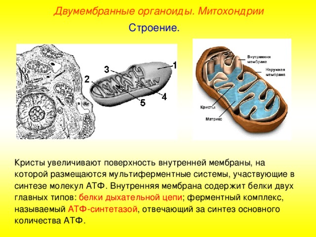 Двумембранные органоиды. Митохондрии Строение. Кристы увеличивают поверхность внутренней мембраны, на которой размещаются мультиферментные системы, участвующие в синтезе молекул АТФ. Внутренняя мембрана содержит белки двух главных типов: белки дыхательной цепи ; ферментный комплекс, называемый АТФ-синтетазой , отвечающий за синтез основного количества АТФ.