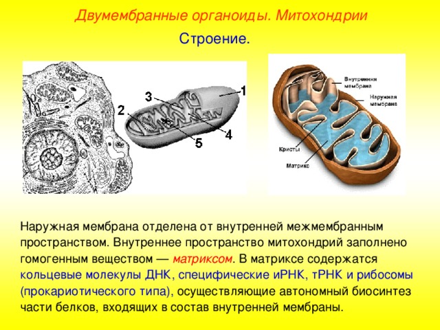 Двумембранные органоиды. Митохондрии Строение. Наружная мембрана отделена от внутренней межмембранным пространством. Внутреннее пространство митохондрий заполнено гомогенным веществом — матриксом . В матриксе содержатся кольцевые молекулы ДНК, специфические иРНК, тРНК и рибосомы (прокариотического типа), осуществляющие автономный биосинтез части белков, входящих в состав внутренней мембраны.