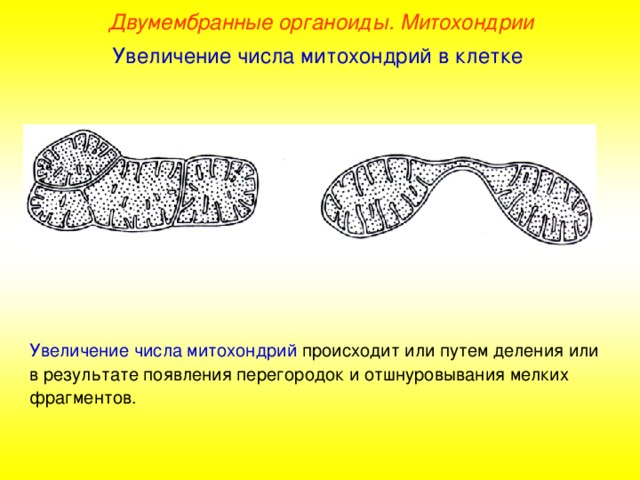 Двумембранные органоиды. Митохондрии Увеличение числа митохондрий в клетке Увеличение числа митохондрий происходит или путем деления или в результате появления перегородок и отшнуровывания мелких фрагментов.
