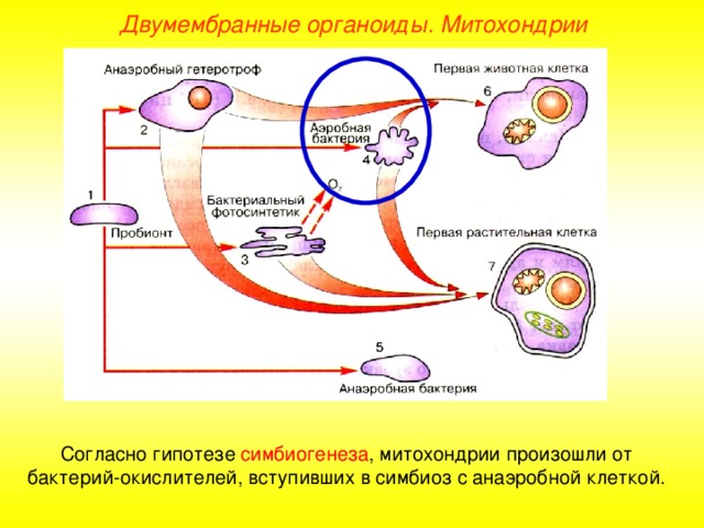 Двумембранные органоиды. Митохондрии Согласно гипотезе симбиогенеза , митохондрии произошли от бактерий-окислителей, вступивших в симбиоз с анаэробной клеткой.