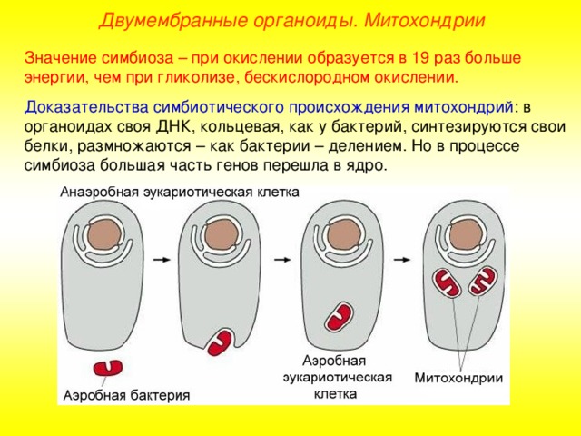 Двумембранные органоиды. Митохондрии Значение симбиоза – при окислении образуется в 19 раз больше энергии, чем при гликолизе, бескислородном окислении. Доказательства симбиотического происхождения митохондрий : в органоидах своя ДНК, кольцевая, как у бактерий, синтезируются свои белки, размножаются – как бактерии – делением. Но в процессе симбиоза большая часть генов перешла в ядро.