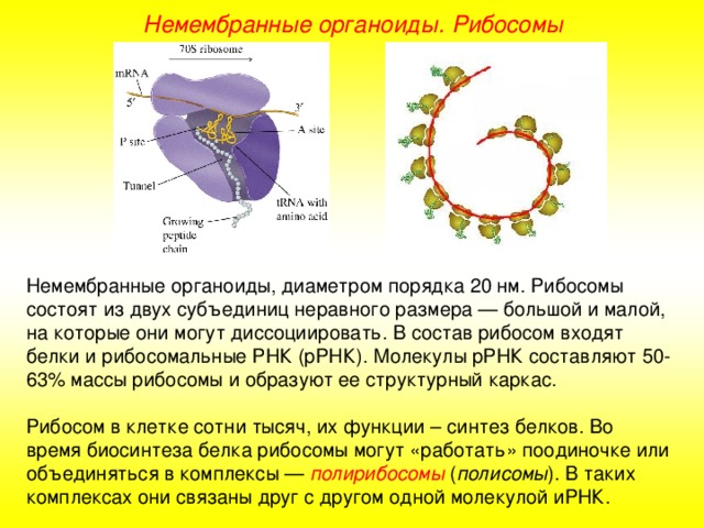 Немембранные органоиды. Рибосомы Немембранные органоиды, диаметром порядка 20 нм. Рибосомы состоят из двух субъединиц неравного размера — большой и малой, на которые они могут диссоциировать. В состав рибосом входят белки и рибосомальные РНК (рРНК). Молекулы рРНК составляют 50-63% массы рибосомы и образуют ее структурный каркас. Рибосом в клетке сотни тысяч, их функции – синтез белков. Во время биосинтеза белка рибосомы могут «работать» поодиночке или объединяться в комплексы — полирибосомы ( полисомы ). В таких комплексах они связаны друг с другом одной молекулой иРНК.