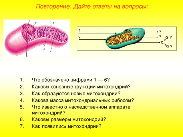 Повторение. Дайте ответы на вопросы: