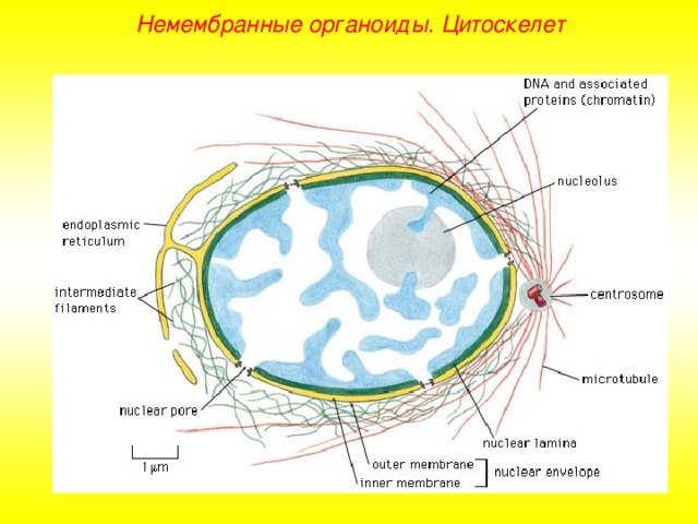Немембранные органоиды. Цитоскелет