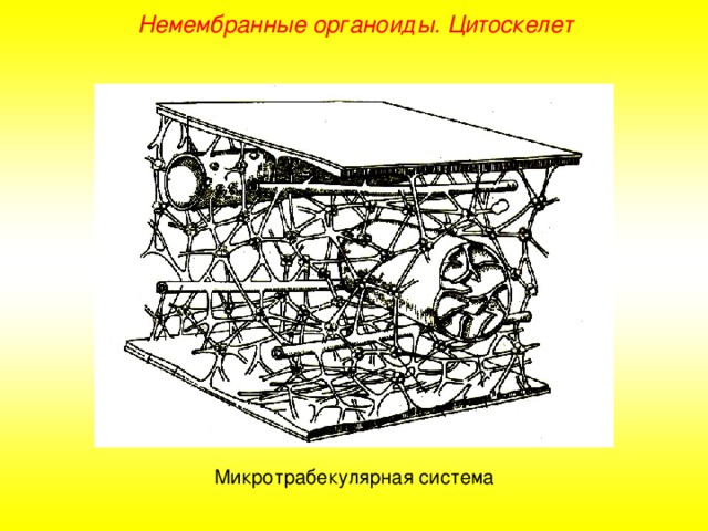 Немембранные органоиды. Цитоскелет Микротрабекулярная система