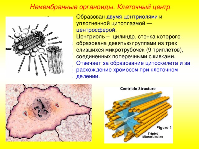 Немембранные органоиды. Клеточный центр Образован двумя центриолями и уплотненной цитоплазмой — центросферой . Центриоль – цилиндр, стенка которого образована девятью группами из трех слившихся микротрубочек (9 триплетов), соединенных поперечными сшивками. Отвечает за образование цитоскелета и за расхождение хромосом при клеточном делении.