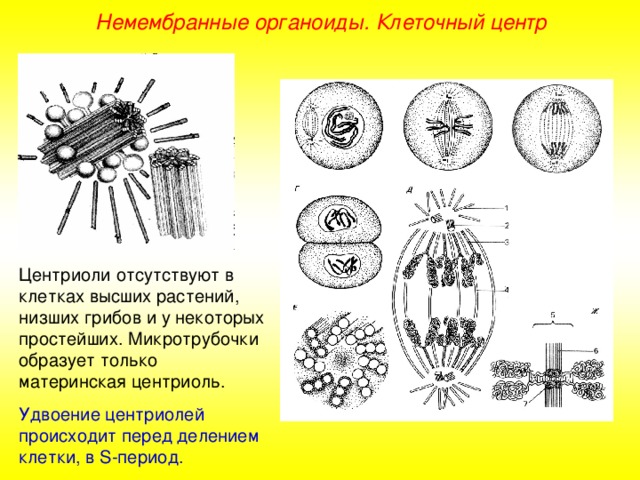 Немембранные органоиды. Клеточный центр Центриоли отсутствуют в клетках высших растений, низших грибов и у некоторых простейших. Микротрубочки образует только материнская центриоль. Удвоение центриолей происходит перед делением клетки, в S -период.