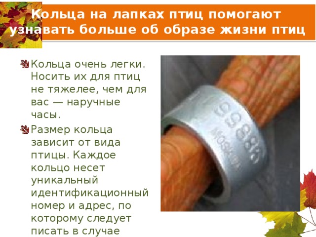 Как снять кольцо с птицы