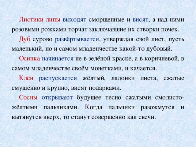  Листики липы выходят сморщенные и висят , а над ними розовыми рожками торчат заключавшие их створки почек.  Дуб сурово развёртывается , утверждая свой лист, пусть маленький, но и самом младенчестве какой-то дубовый.  Осинка  начинается не в зелёной краске, а в коричневой, в самом младенчестве своём монетками, и качается.  Клён  распускается жёлтый, ладонки листа, сжатые смущённо и крупно, висят подарками.  Сосны  открывают будущее тесно сжатыми смолисто- жёлтыми пальчиками. Когда пальчики разожмутся и вытянутся вверх, то станут совершенно как свечи. 