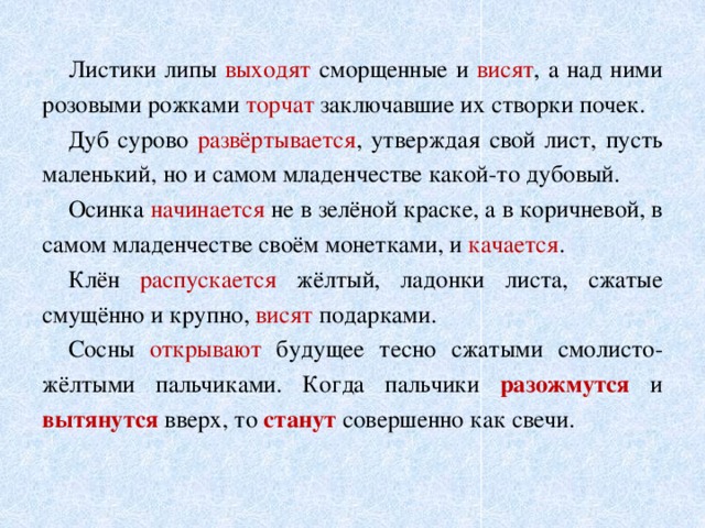  Листики липы выходят сморщенные и висят , а над ними розовыми рожками торчат заключавшие их створки почек.  Дуб сурово развёртывается , утверждая свой лист, пусть маленький, но и самом младенчестве какой-то дубовый.  Осинка начинается не в зелёной краске, а в коричневой, в самом младенчестве своём монетками, и качается .  Клён распускается жёлтый, ладонки листа, сжатые смущённо и крупно, висят подарками.  Сосны открывают будущее тесно сжатыми смолисто- жёлтыми пальчиками. Когда пальчики разожмутся и вытянутся  вверх, то станут совершенно как свечи. 